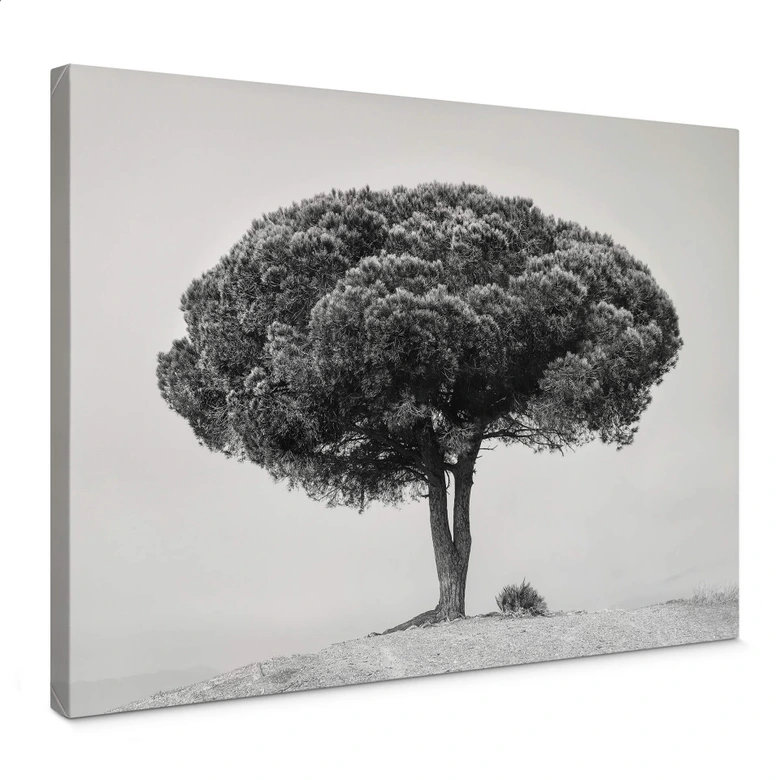 Obraz na płótnie Martin - Drzewo w czerni i bieli 