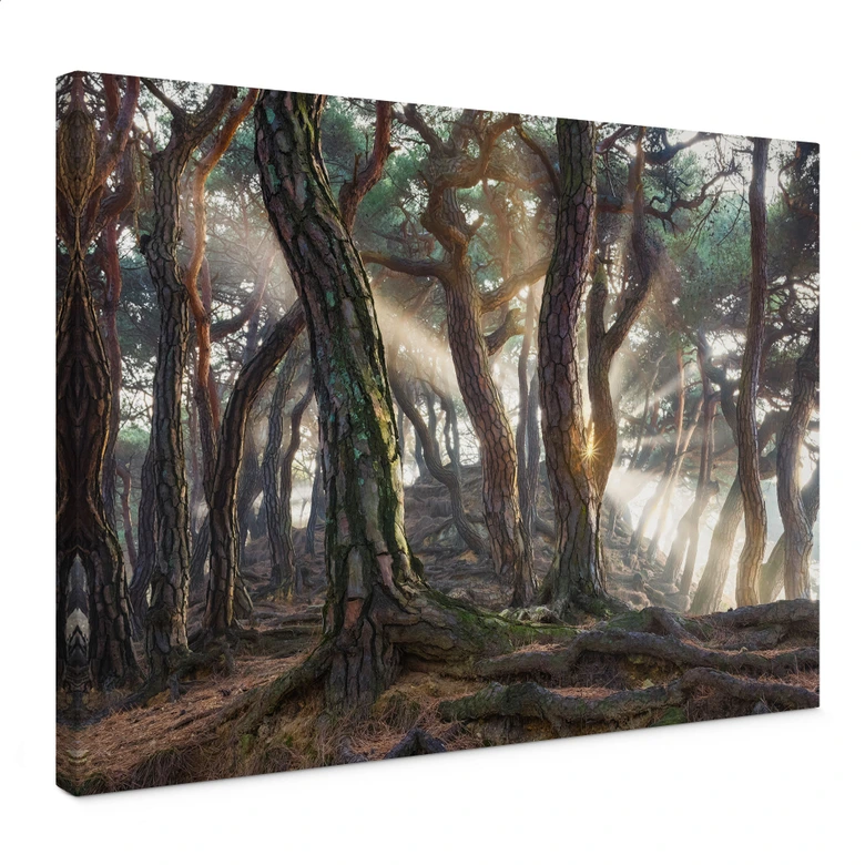 Leinwandbild Heiliger Kiefernwald - Ryu 