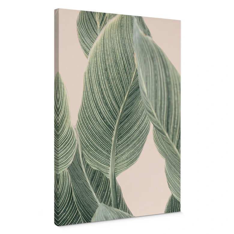Leinwandbild Calathea Pflanze - Sisi & Seb 