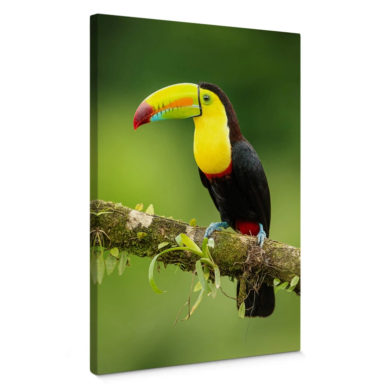 Leinwandbild van Duijn - Fischertukan in Costa Rica 