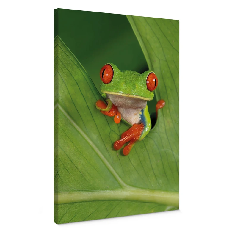 Leinwandbild Laubfrosch im Regenwald - van Duijn 