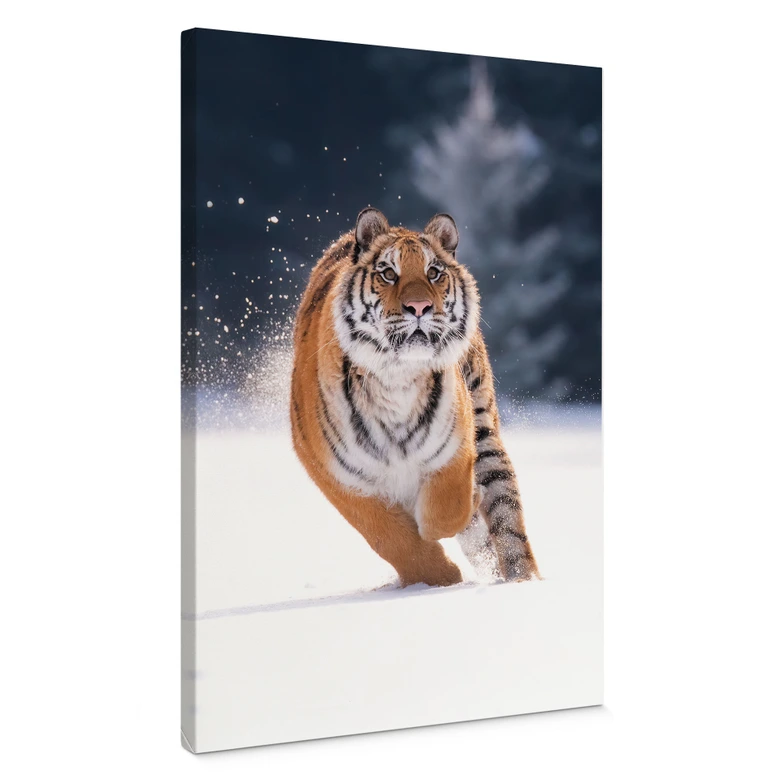 Leinwandbild Sibirischer Tiger im Schnee - van Duijn 