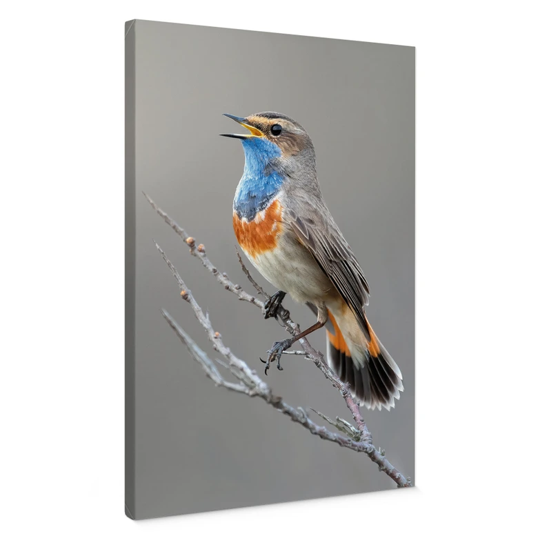 Leinwandbild Singendes Blaukehlchen - van Duijn 