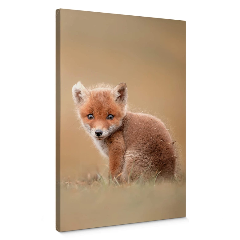 Leinwandbild van Duijn - Baby Fuchs 