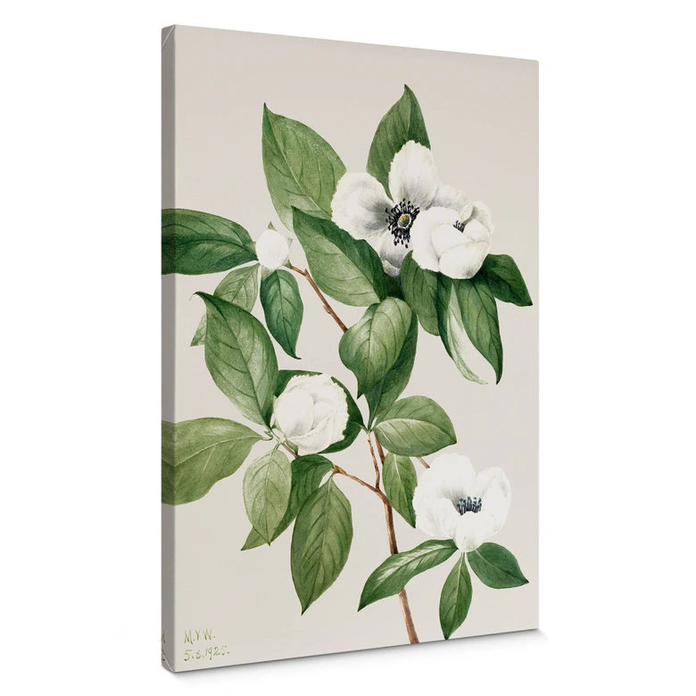 Obraz na płótnie przedstawiający botaniczną ilustrację kamelii - Walcott 