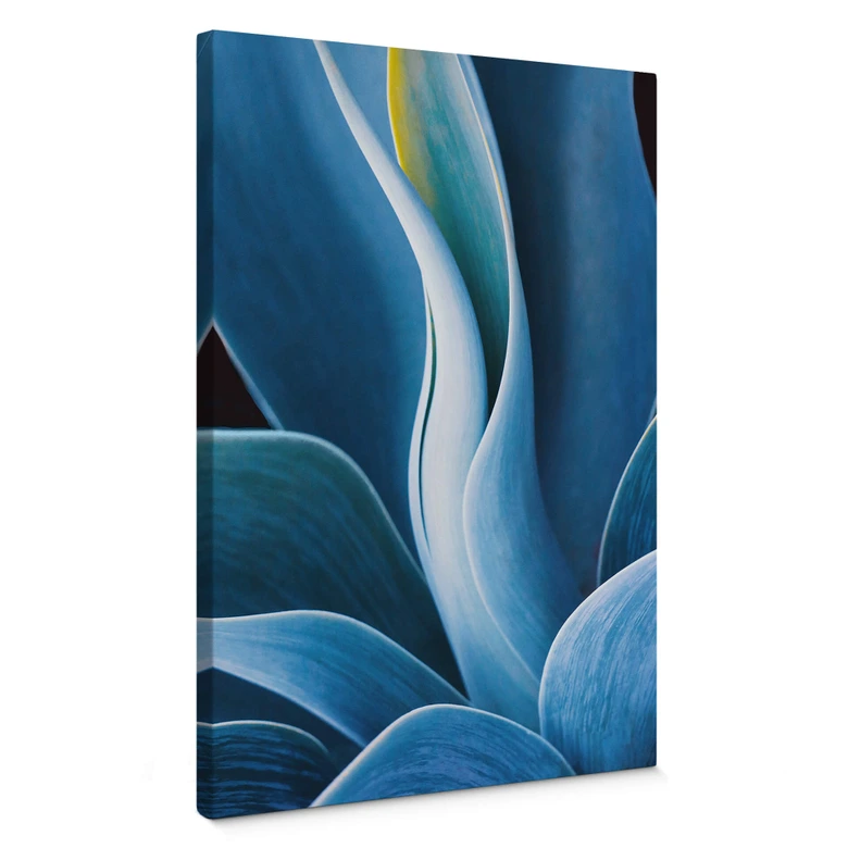 Leinwandbild Wechsler - Pflanzen Stillleben Agave 