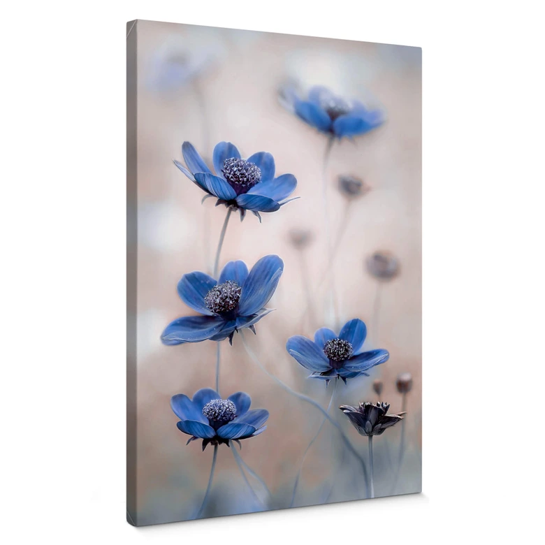Leinwandbild Disher - Blue Cosmos 
