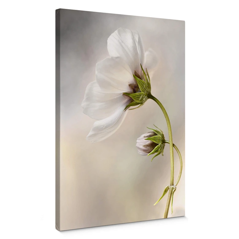 Leinwandbild Disher - Cosmos 