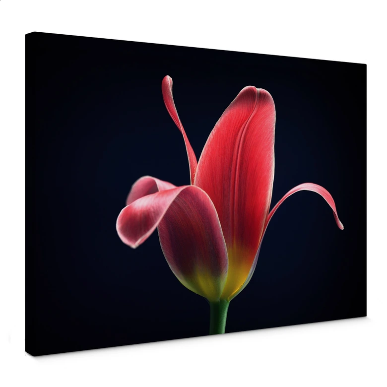Leinwandbild Grønkjær - First Tulip 