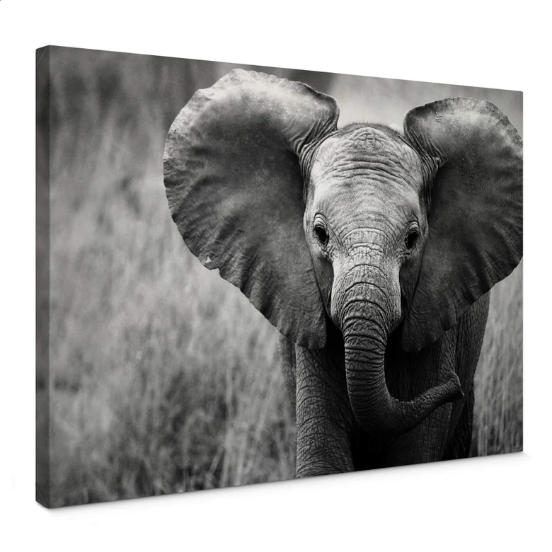 Leinwandbild Jumbo der kleine Elefant 