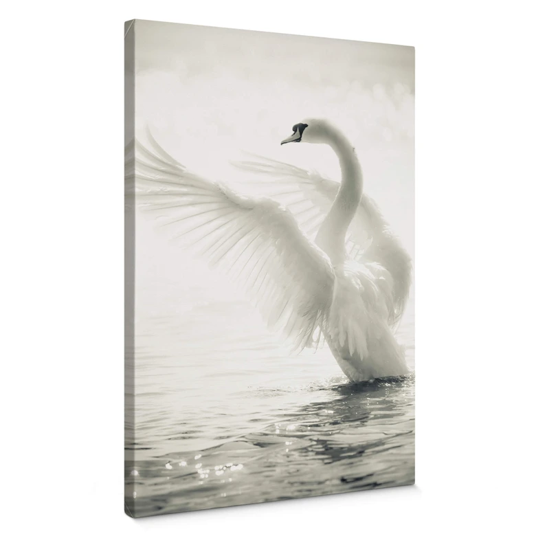 Leinwandbild Majestätischer Schwan 
