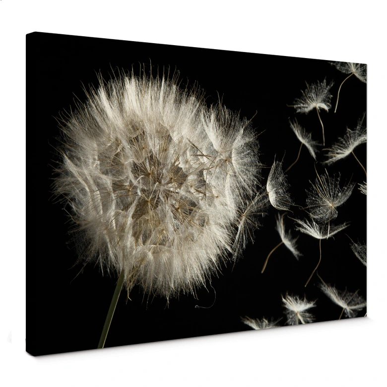 Dandelion Canvas print 