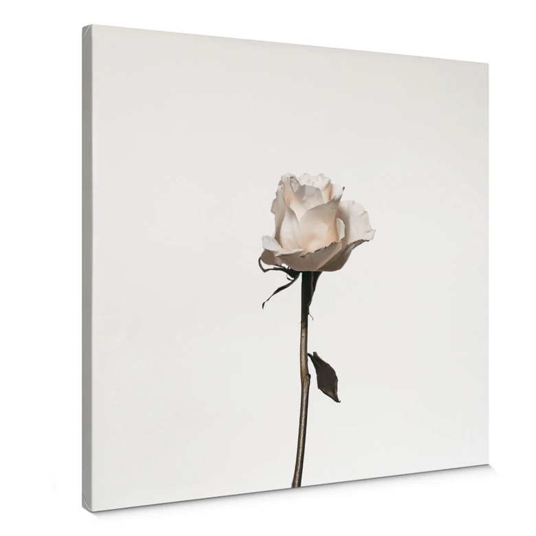 Leinwandbild Die weiße Rose - Quadratisch 