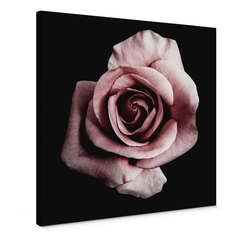 Canvas Beautiful Rose 
