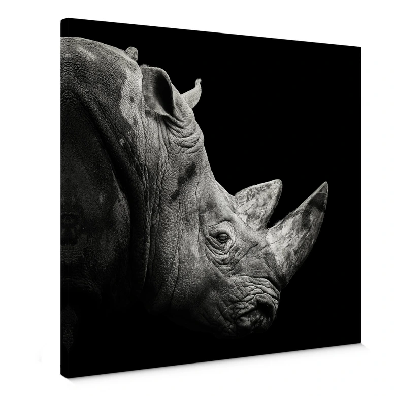 Leinwandbild Meermann - Das Nashorn - Quadratisch 