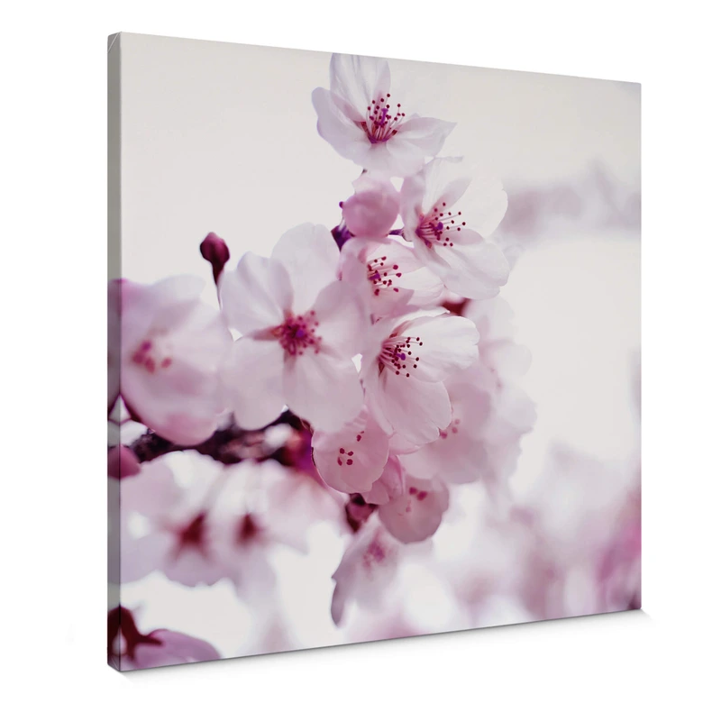 Canvas White Beauty 