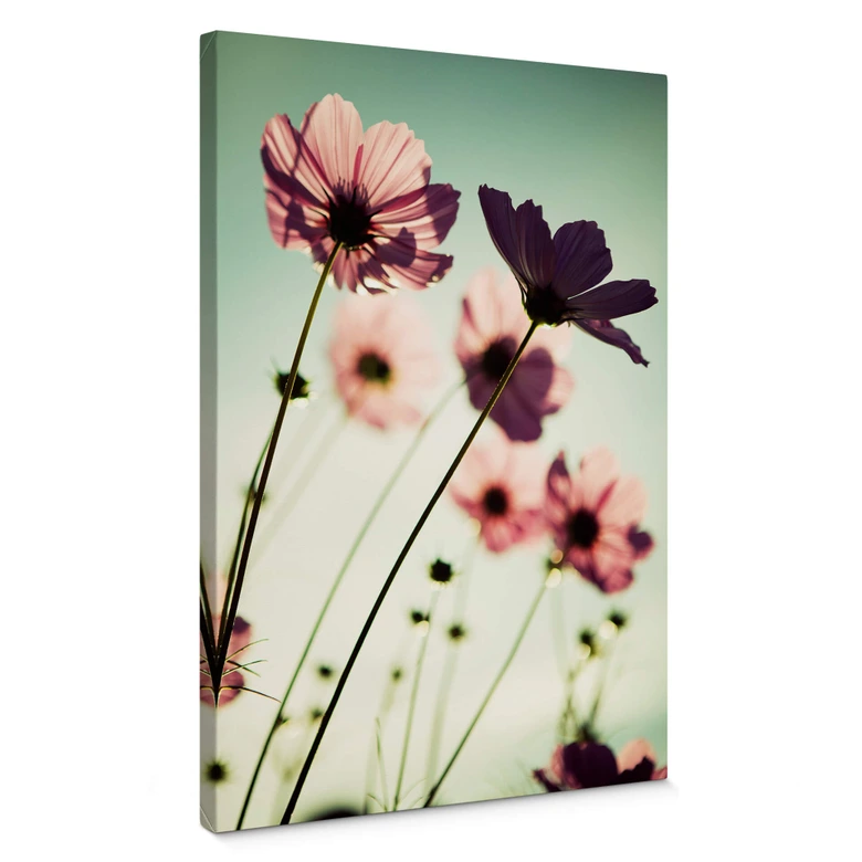 Leinwandbild Rosa Kosmeen 