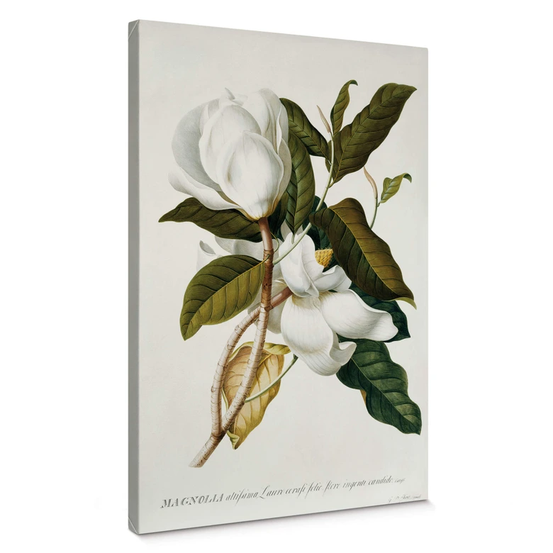 Leinwandbild Ehret - Magnolie 