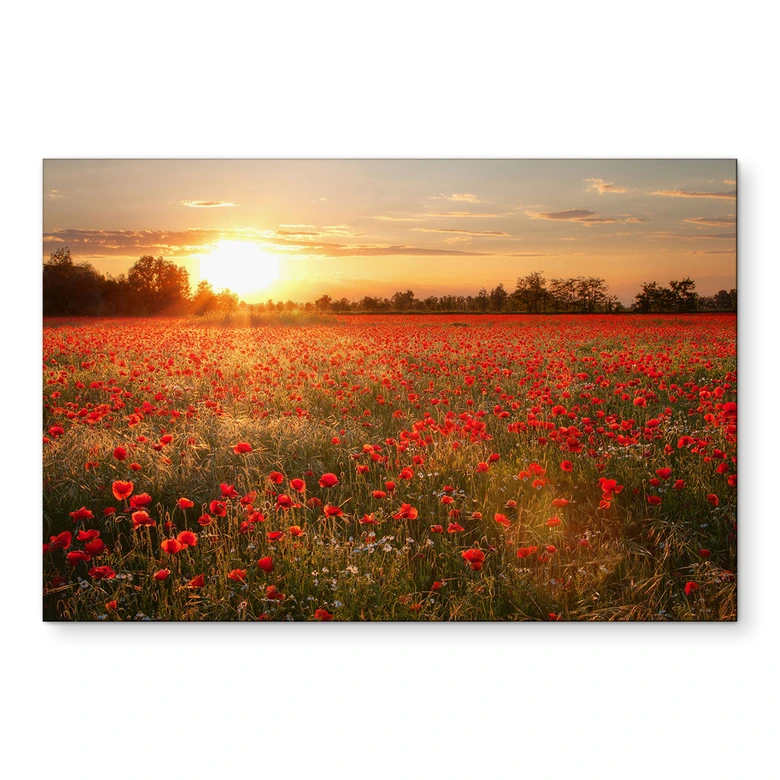Wandbild Mohnfeld im Sonnenuntergang - Alu-Dibond 