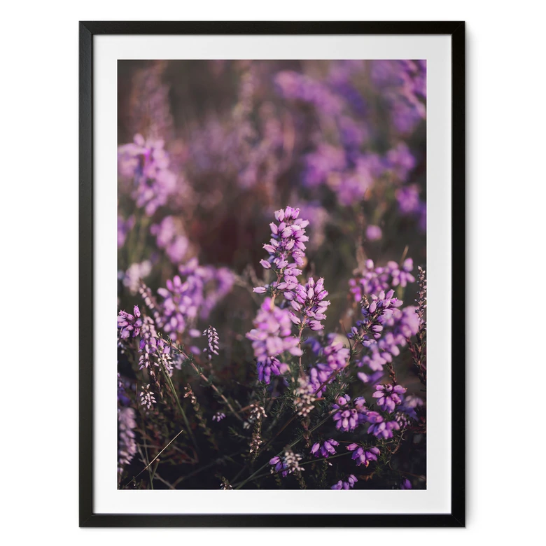 Poster Lila Heideblüte im warmen Licht - Annie 