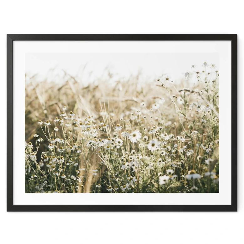 Poster Sommerwiese mit Kamille - Annie 