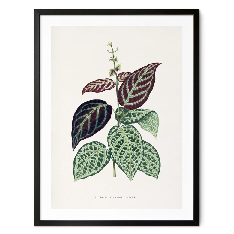 Poster Blatt Illustration - Bignonia Argyro Violacea 