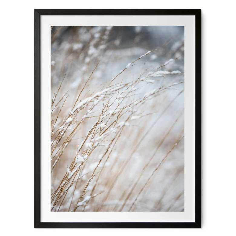 Poster Zarte Gräser im Schnee - Böhmer 