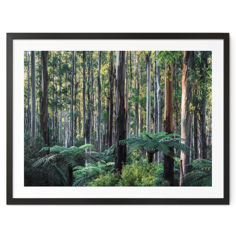 Poster Eukalyptusskog i Yarra Ranges - Colombo 