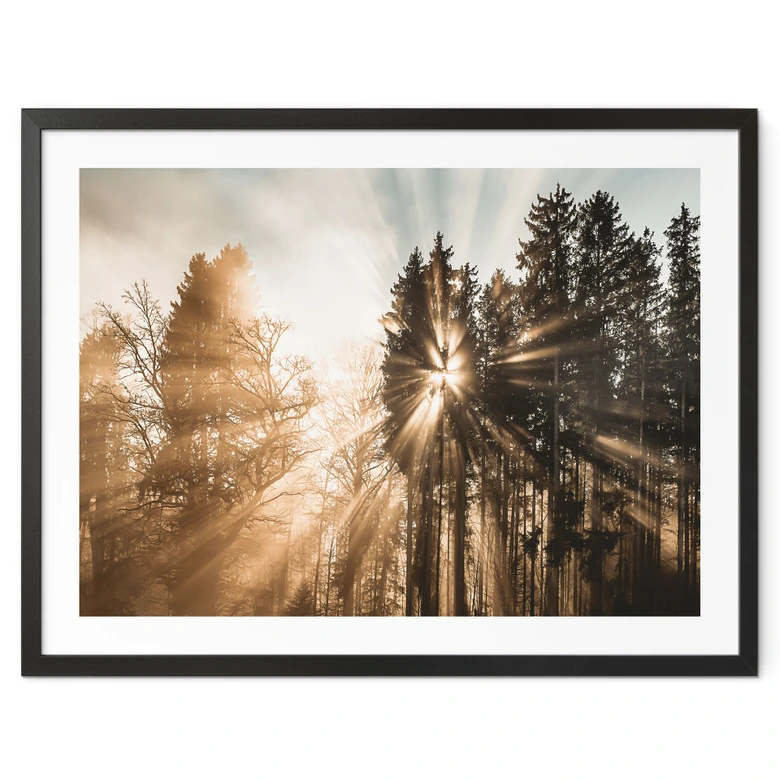 Natur Poster Lichtstrahlen im Wald - Eisenmann 