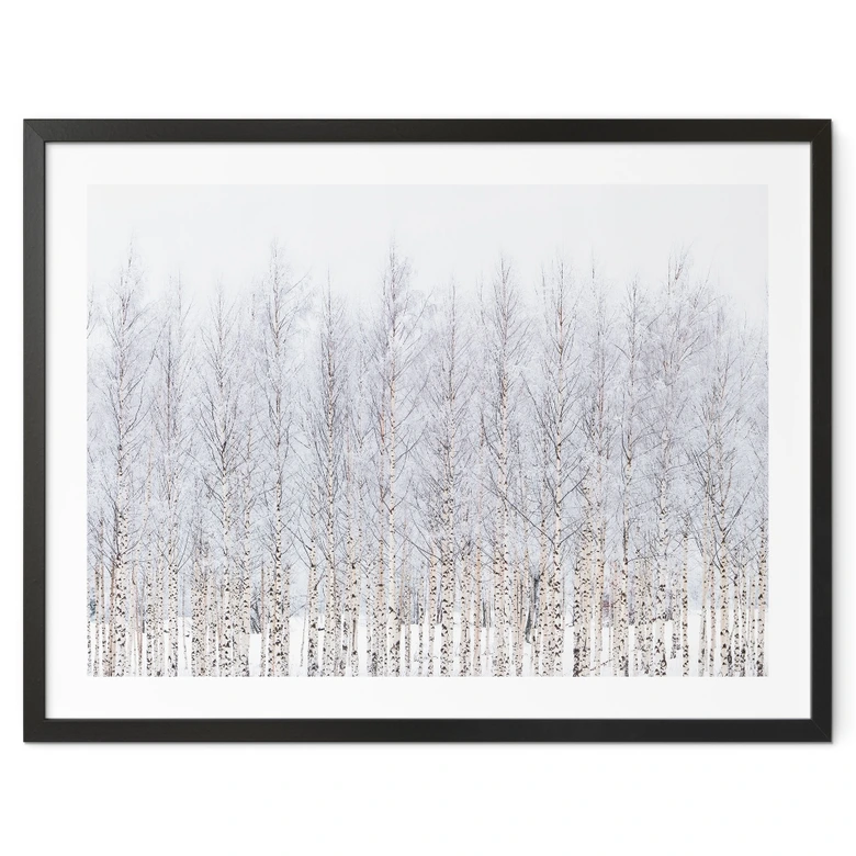 Poster Forêt de bouleaux en hiver - EMELIEmaria 
