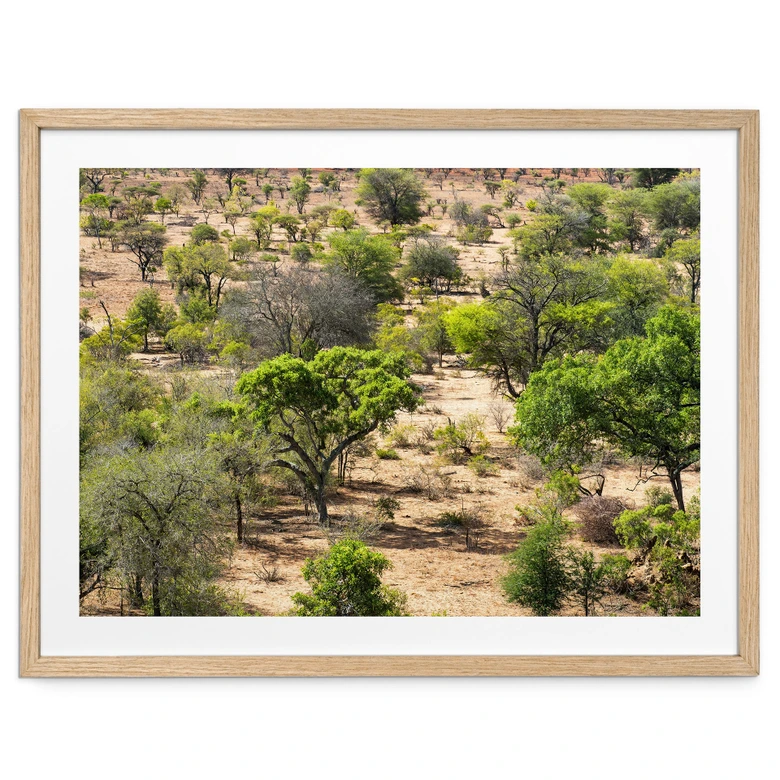 Plakat savannelandskab i Afrika - Hugonnard 