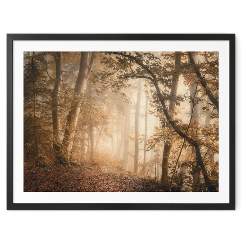 Poster Wald im morgendlichen Nebel - Maier 