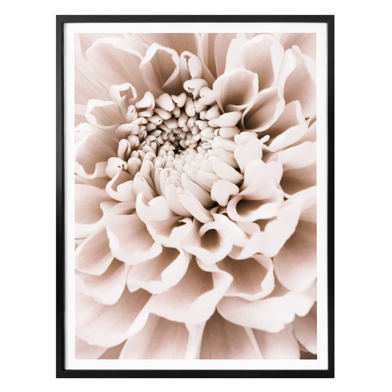 Poster 1X Studio - Chrysantheme 