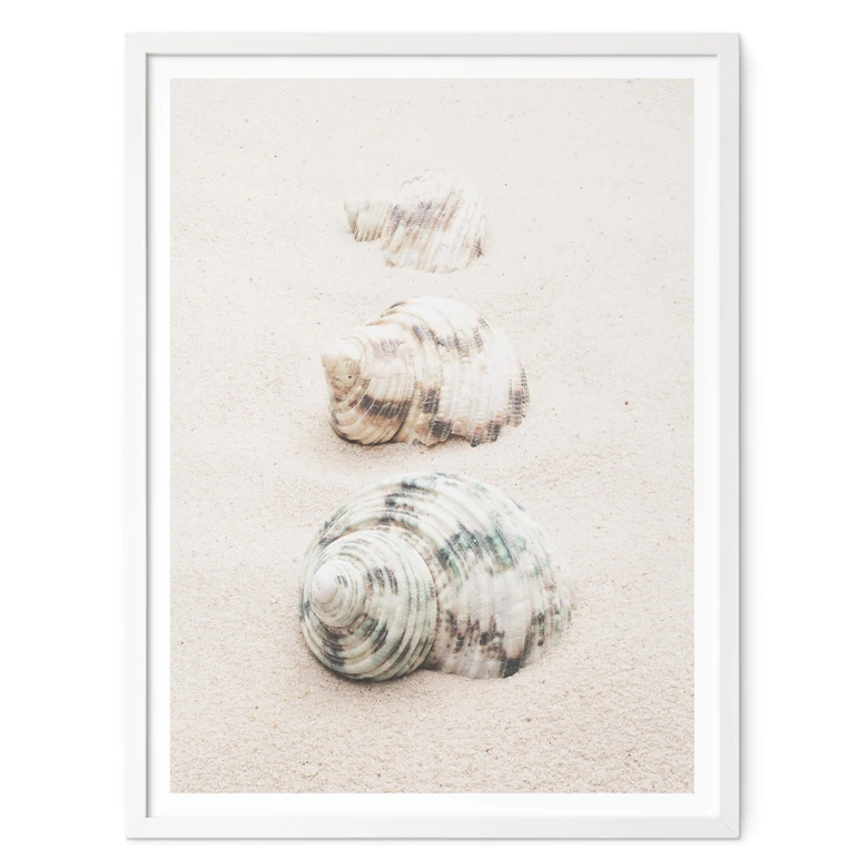 Poster 1X Studio - Meeresschnecken 