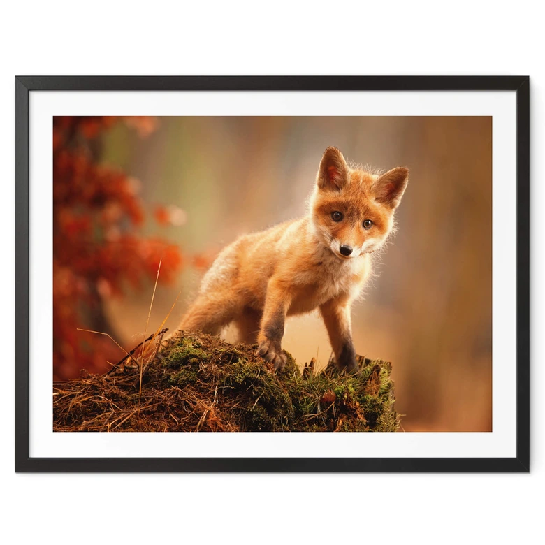 Poster Adamec - Junger Fuchs im Wald 