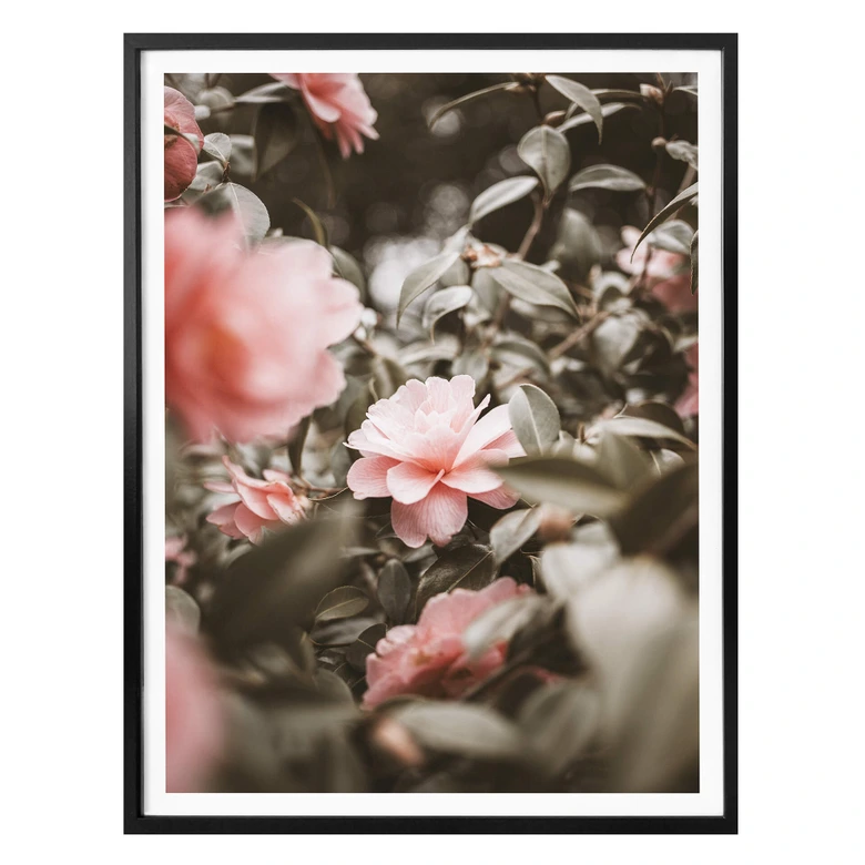 Poster Annie - Rosenblüte 