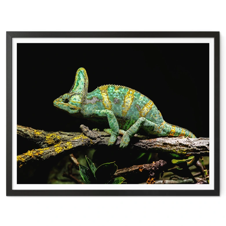 Poster Brown - Chamäleon 