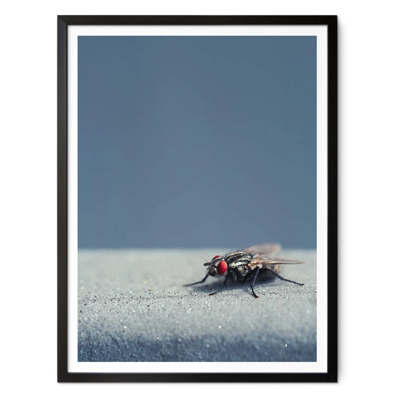 Poster Brown - Hausfliege auf Blau 