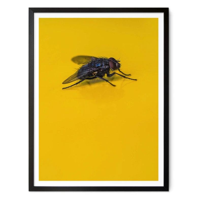 Poster Brown - Hausfliege auf Gelb 