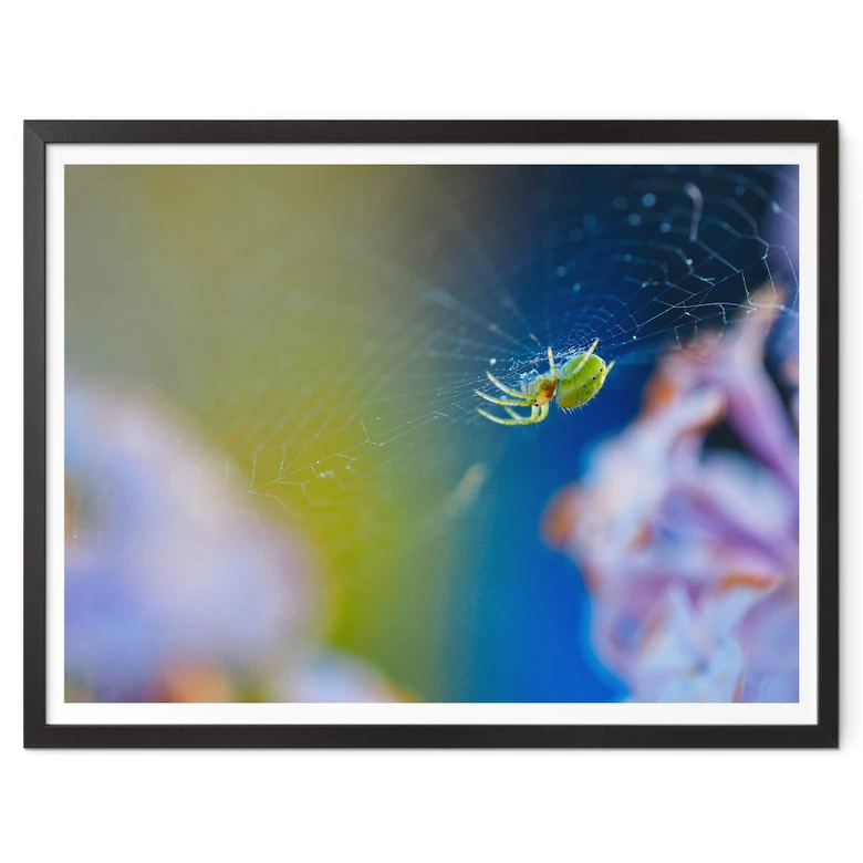Poster Brown - Niedliche Spinne 