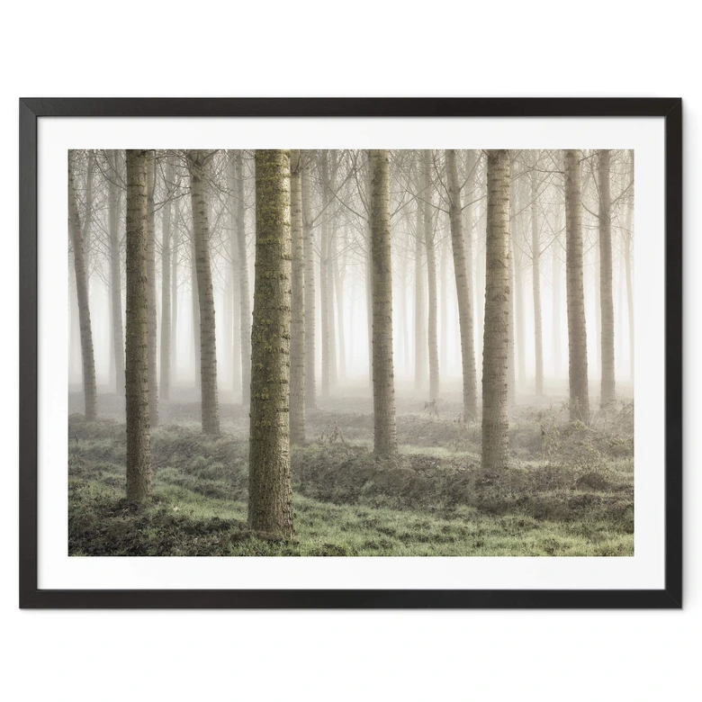Plakat Carozzi - Bajkowy las w porannej mgle 