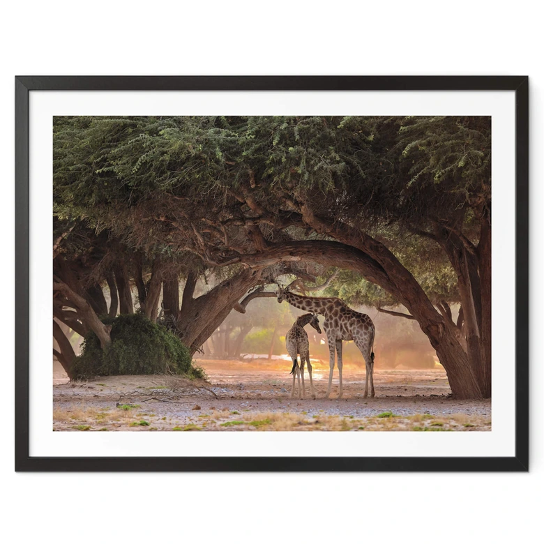 Poster D'Amico - Zwei Giraffen in Namibias Savanne 