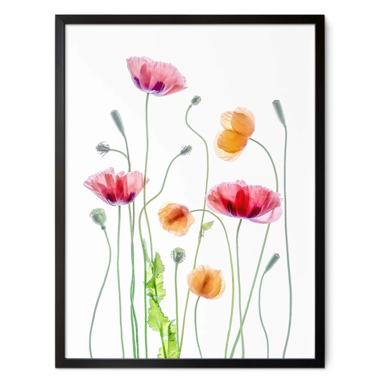 Poster Bunte Mohnblumen - Disher 