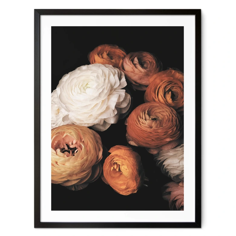 Poster FiguraNYC Photography - Ranunkeln Stillleben 