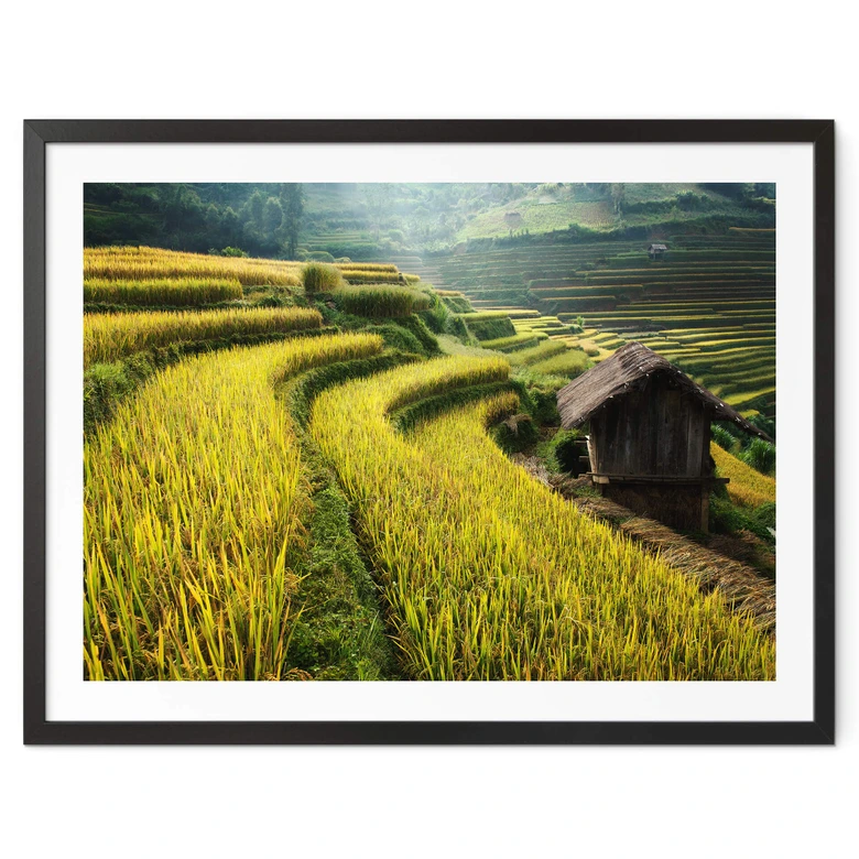 Poster Intarob - rizières au Vietnam 