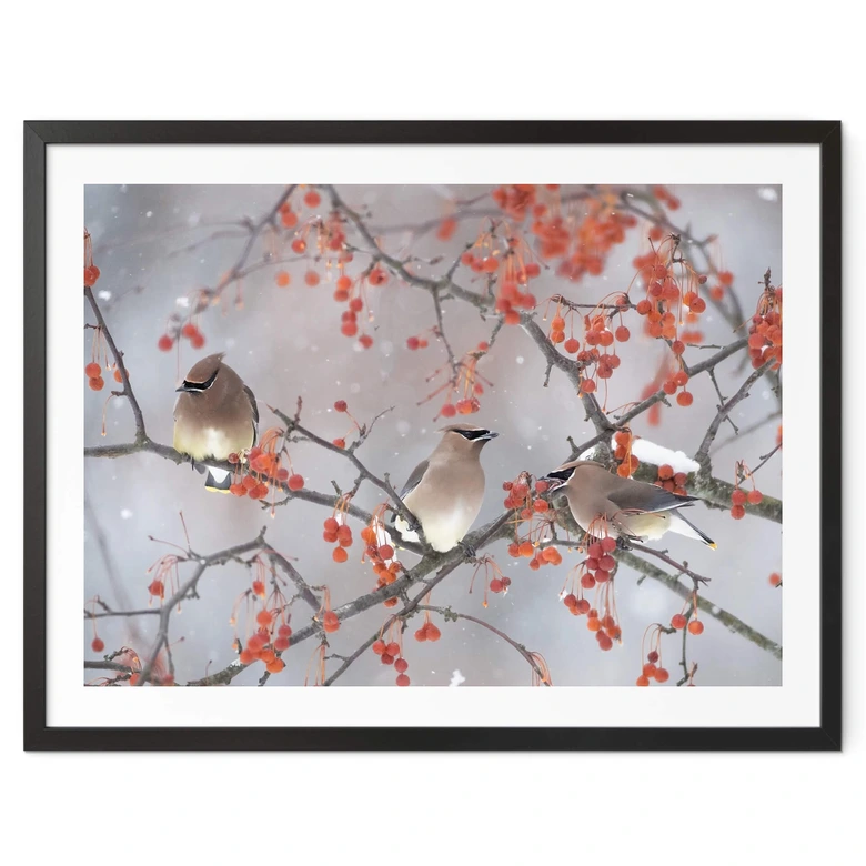 Poster Li - Drei Vögel in einer Winterlandschaft 