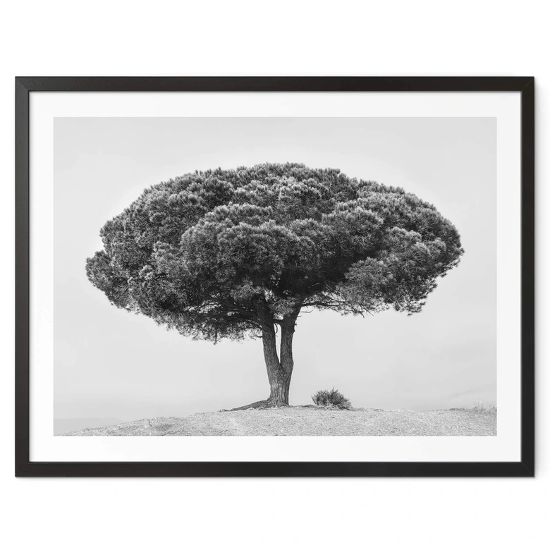 Plakat Martin - Drzewo w czerni i bieli 