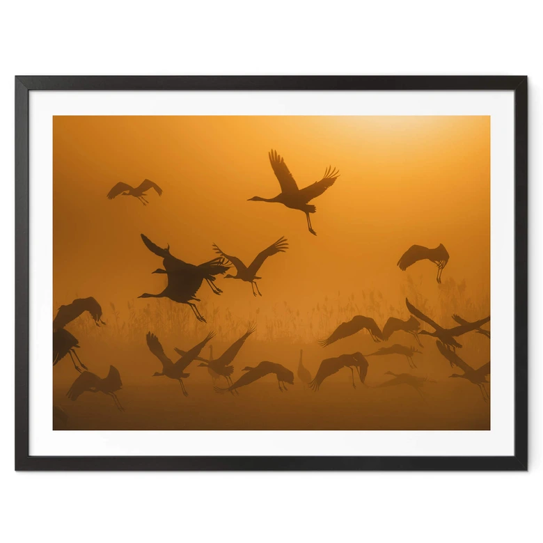 Plakat Rosenblatt - Stado ptaków o świcie 