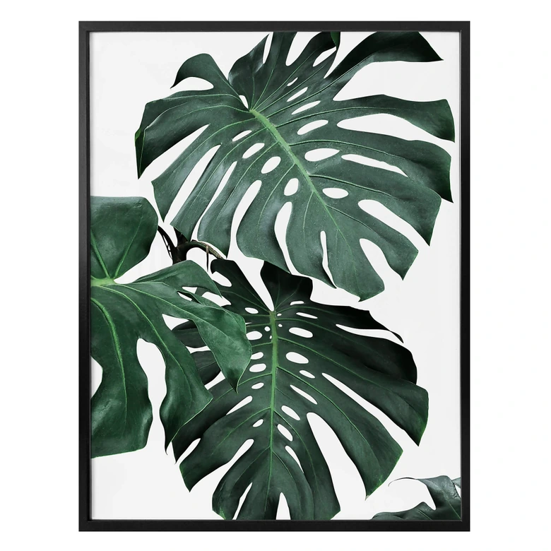 Plakat - Sisi & Seb - Monstera 