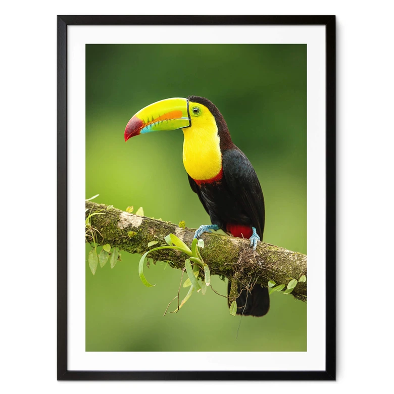 Poster van Duijn - Fischertukan in Costa Rica 